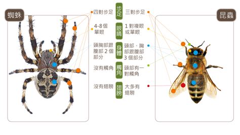 家裡蜘蛛|蛛事吉祥——家中常見蜘蛛篇